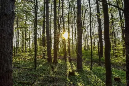 Village de Vacances Oignies 2, Chalet confortable en bois avec micro-ondes, situé en forêt - Photo 6