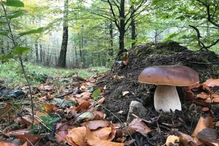 Village de Vacances Oignies 2, Chalet confortable en bois avec micro-ondes, situé en forêt - Photo 9