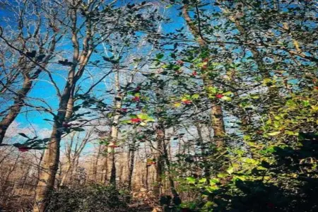 Village de Vacances Oignies 2, Chalet confortable en bois avec micro-ondes, situé en forêt - Photo 12