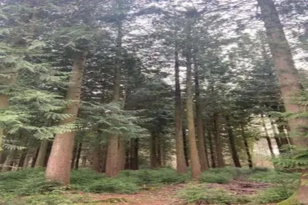 Village de Vacances Oignies 4, Chalet moderne en bois avec poêle à bois, en forêt - Photo 28