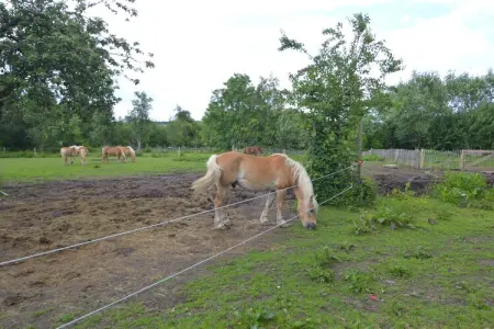 Petit Paliseul, Gîte rustique avec jardin partagé à Paliseul - Photo 20