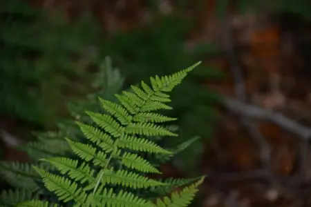Petit Paliseul, Gîte rustique avec jardin partagé à Paliseul - Photo 22