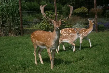 Petit Paliseul, Gîte rustique avec jardin partagé à Paliseul - Photo 23