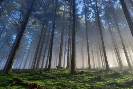 Petit Paliseul, Gîte rustique avec jardin partagé à Paliseul - Photo 25