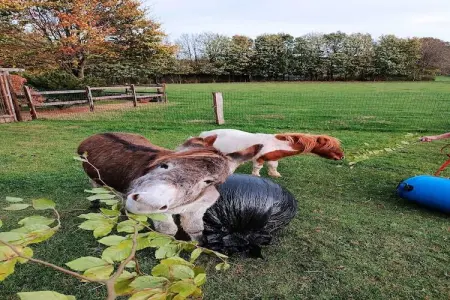 Orée des bois, Gîte confortable à Paliseul avec jardin - Photo 23