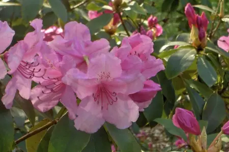 Les Vateaux, Maison de vacances Heritage à Sart avec sauna et jacuzzi - Photo 28