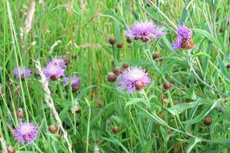 Les Vateaux, Maison de vacances Heritage à Sart avec sauna et jacuzzi - Photo 34