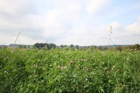La Petite Reine, Superbe gîte à Jehonville avec sauna - Photo 34
