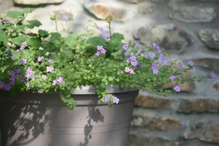 La Petite Reine, Superbe gîte à Jehonville avec sauna - Photo 37