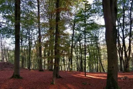 Li Vêrt Veschau, Ferme spacieuse avec terrasse à Wellin - Photo 34