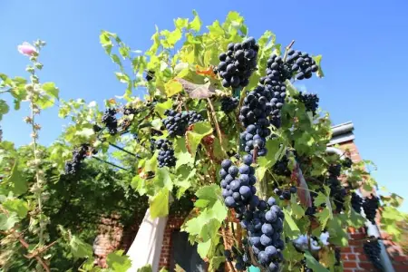 Li Vêrt Veschau, Ferme spacieuse avec terrasse à Wellin - Photo 38