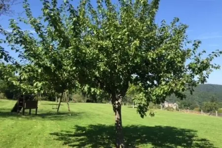 Villa Francine, Villa spacieuse à Daverdisse avec grand jardin et vue magnifique - Photo 28