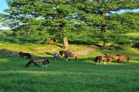 De Kleine Beer, Beau chalet en bois près de Durbuy avec balcon privé - Photo 31