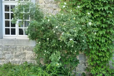 La Madeleine, Maison de vacances du XVIIIe siècle avec sauna, piscine intérieure, billard, BBQ et plaine de jeux. - Photo 35