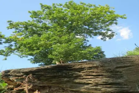 Les Rochettes Mars, Maison de vacances à La Roche-en-Ardenne avec terrasse - Photo 32