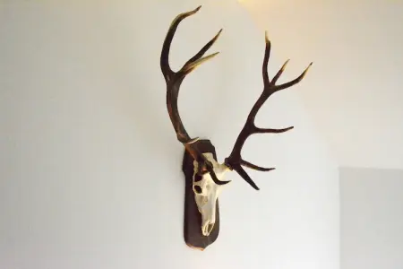 Li Moiny, Villa adaptée aux enfants à Berismenil près de la forêt - Photo 27