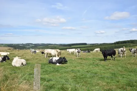 Presbytère, Maison de vacances confortable avec jardin située à Hotton - Photo 20