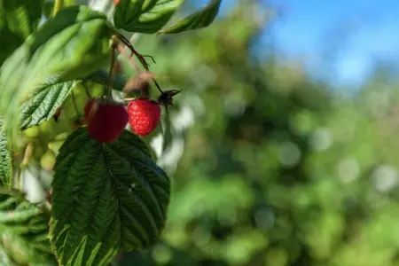 't Patershuys, Ferme accueillante avec jardin clôturé proche lac à Vleteren - Photo 27