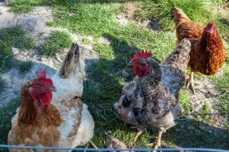 't Patershuys, Ferme accueillante avec jardin clôturé proche lac à Vleteren - Photo 28
