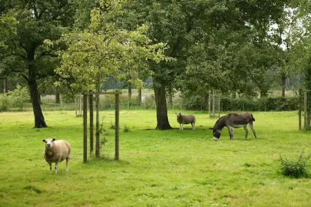Stalvleugel, Maison de vacances rurale avec sauna et piscine à Beernem - Photo 35