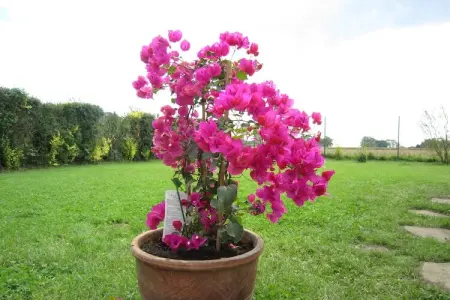 Het Boerderijtje, Maison de vacances avec jardin clôturé en forêt à Proven - Photo 27
