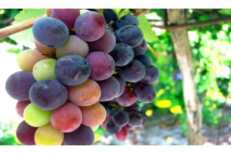 Pruneda III, Demeure spacieuse à Nava avec piscine - Photo 38