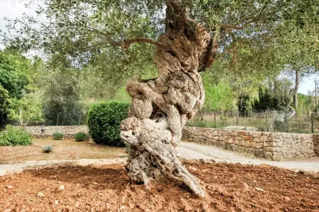 Es Costeret, Spacieuse demeure à Alaró aux îles Baléares, avec piscine - Photo 39