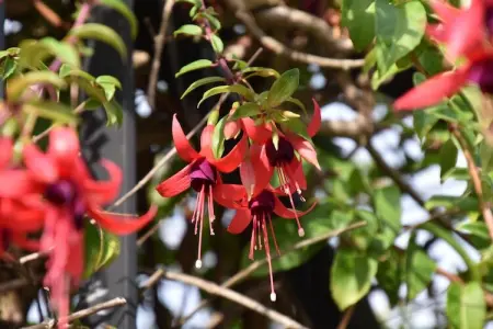 Pruneda II, Spacieux gîte à Nava avec piscine - Photo 37