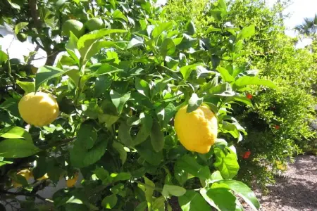 Casa Fien, Villa moderne à Rojales avec jacuzzi et piscine privée - Photo 33