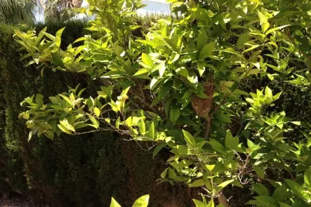 Villa Boya, Villa moderne à Rojales avec piscine - Photo 33