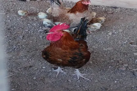 Mas Set Rengs 1, Gîte au calme en Catalogne avec piscine et jardin - Photo 23
