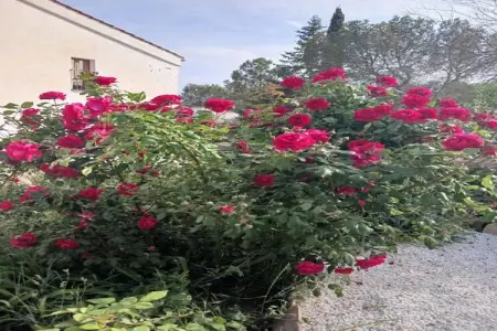 Mas Set Rengs 1, Gîte au calme en Catalogne avec piscine et jardin - Photo 24