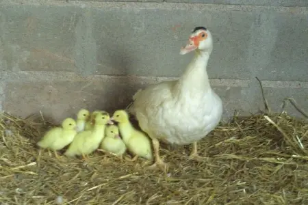 Mas Set Rengs 1, Gîte au calme en Catalogne avec piscine et jardin - Photo 26