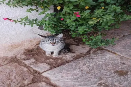 Mas Set Rengs 3, Luxueux gîte en Catalogne avec piscine et jardin meublé - Photo 19