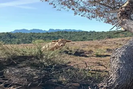 Mas Set Rengs 3, Luxueux gîte en Catalogne avec piscine et jardin meublé - Photo 21