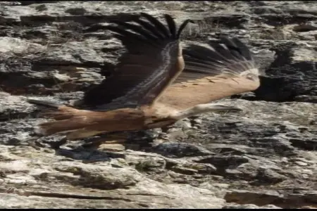 Hoyo del Lino, Joli Cottage à Villanueva de la Concepción avec piscine - Photo 35