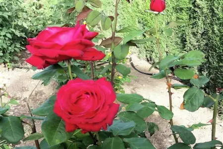 Casa Los Lirios, Villa de campagne avec piscine, jardin et vues en Andalousie - Photo 27