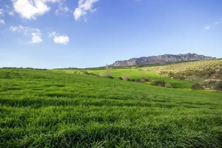 El Trigal, Gîte avec piscine en Andalousie - Photo 30