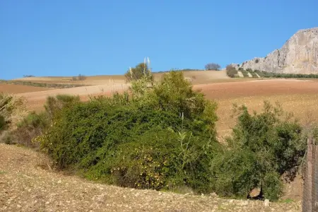 El Trigal, Gîte avec piscine en Andalousie - Photo 33