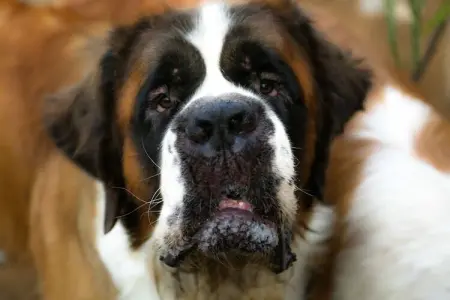 El Trigal, Gîte avec piscine en Andalousie - Photo 39
