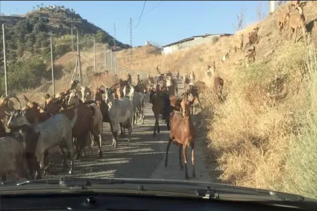 El Kedel, Villa isolée avec piscine privée à Arenas - Photo 28