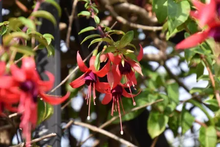 Pruneda I, Demeure spacieuse à Nava avec piscine - Photo 31