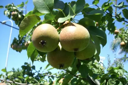 Villa Catro Faros, Villa avec vue panoramique sur mer et piscine à Sanxenxo - Photo 33