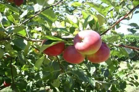 Villa Catro Faros, Villa avec vue panoramique sur mer et piscine à Sanxenxo - Photo 35
