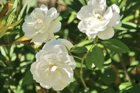 Pause, Magnifique villa avec piscine à Viens - Photo 36
