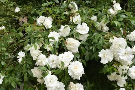 Maison à 1km de la plage, Maison de vacances moderne, proche plage, à Clohars-Carnoët - Photo 18