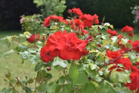 Maison à 1km de la plage, Maison de vacances moderne, proche plage, à Clohars-Carnoët - Photo 37