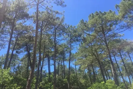 Clos les Pins, Maison de vacances indépendante, Gironde, jardin privatif - Photo 25