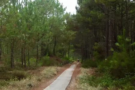Clos les Pins, Maison de vacances indépendante, Gironde, jardin privatif - Photo 28
