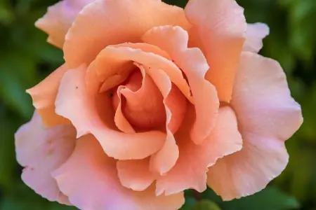 Le Phénix, Luxueux chalet avec piscine privée à Thenon - Photo 39